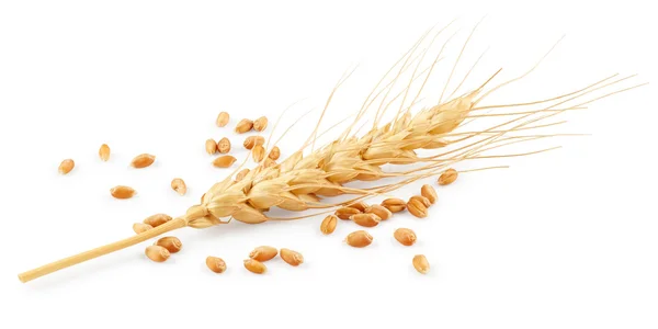 Ear of wheat and seeds — Stock Photo, Image