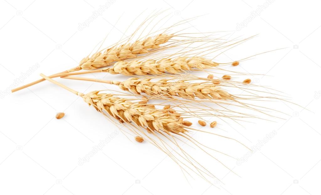 Ears of wheat isolated on white 