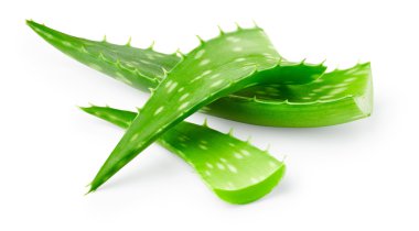 aloe vera yaprağı 