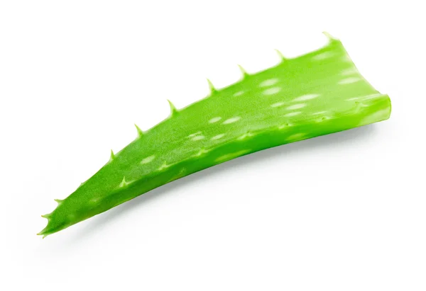 Aloe vera üzerinde beyaz izole — Stok fotoğraf