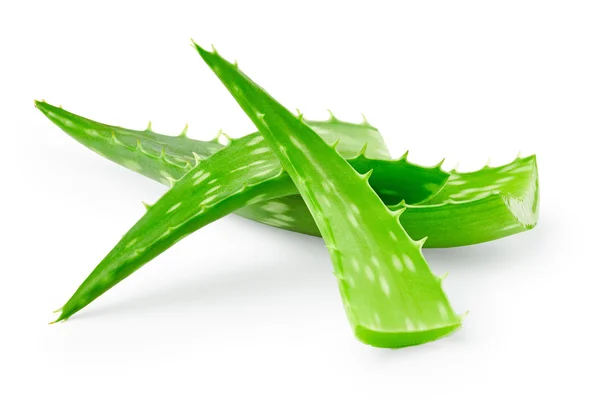 Blätter der Aloe Vera — Stockfoto