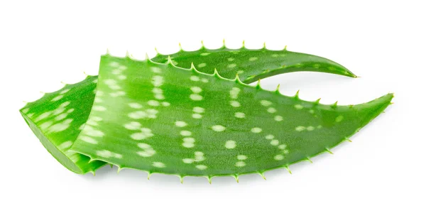 Aloe vera φύλλα — Φωτογραφία Αρχείου