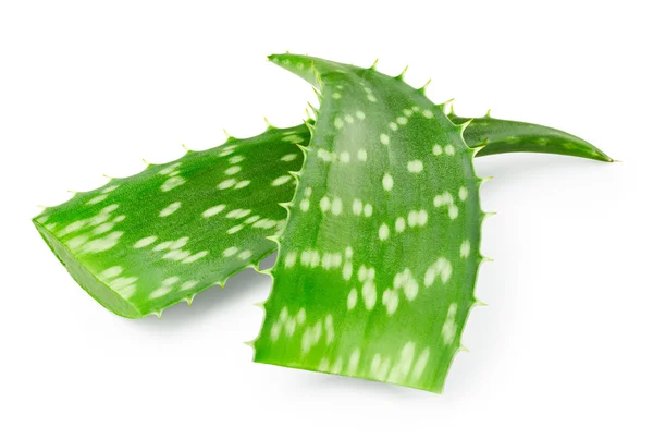 Blätter der Aloe Vera — Stockfoto