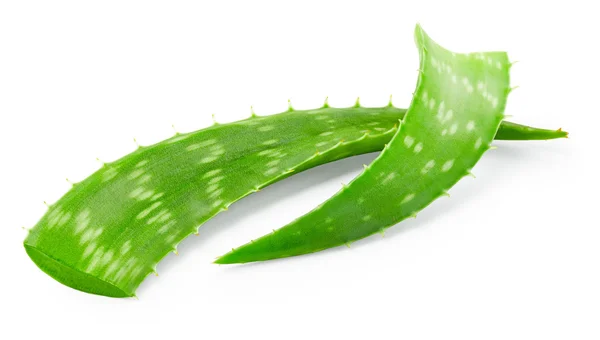 Blätter der Aloe Vera — Stockfoto