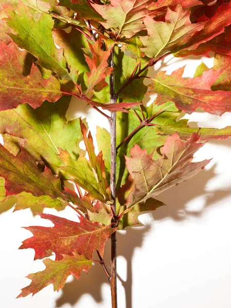 Autumn Oak Leaves Close White Background — Stock Photo, Image