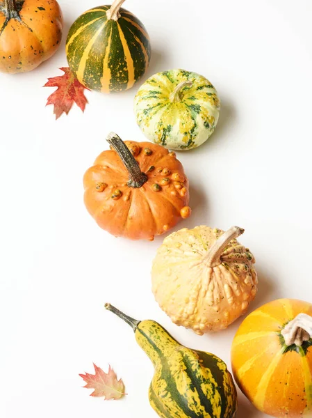 Zucche Con Foglie Quercia Autunnale Sfondo Bianco Con Posto Testo — Foto Stock