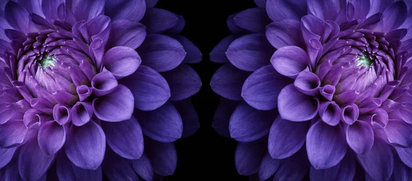 Абстрактный Цветочный Фон Макро Снимок Фиолетовой Георгины Черном Фоне — стоковое фото