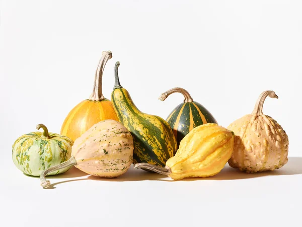 Pumpkins Squash Vegetables White Background — Stock Photo, Image
