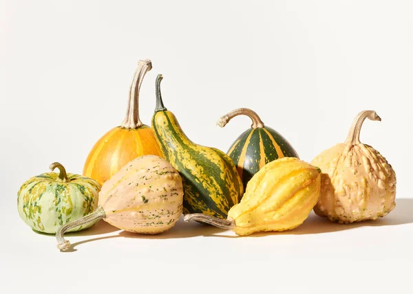 Verschillende Pompoenen Witte Achtergrond — Stockfoto