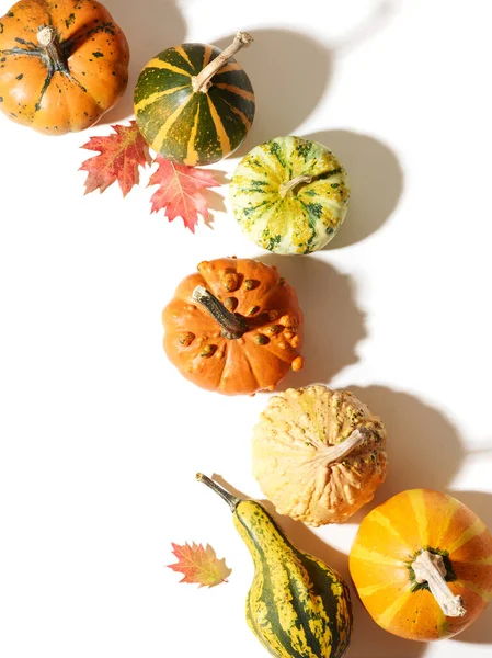 Pumpa Med Höstens Eklöv Över Vit Bakgrund Med Plats För — Stockfoto