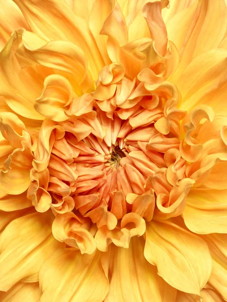 Piękna Żółta Dahlia Bliska — Zdjęcie stockowe