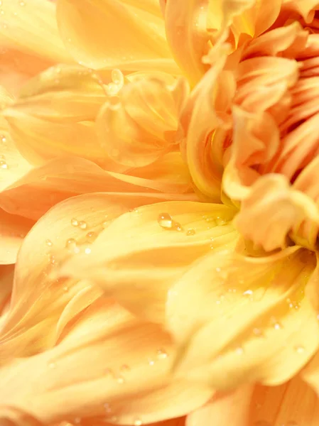 Hermosa Flor Dalia Amarilla Con Gotas Agua Macro —  Fotos de Stock