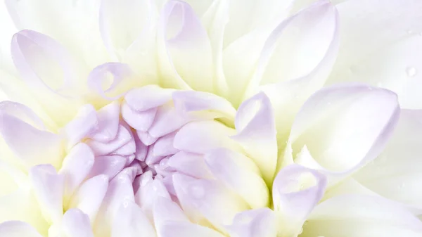 Λευκό Φόντο Λουλουδιών Ντάλια Μακροεντολή Ανθοφορίας — Φωτογραφία Αρχείου