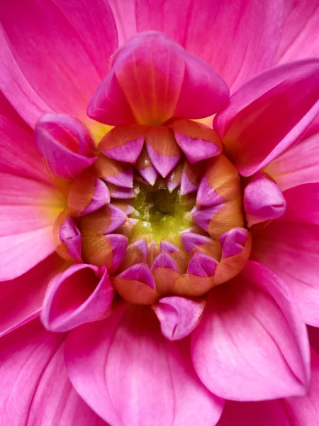 Knallrosa Blume Makroaufnahme — Stockfoto