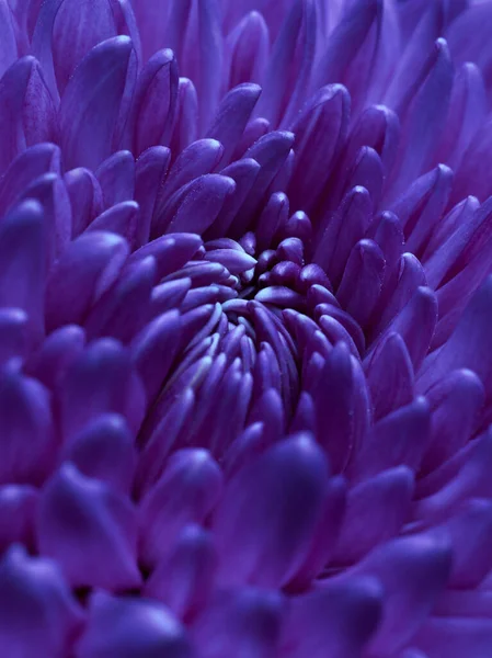 Gros Plan Avec Fleur Dahlia Scène Nocturne Floral Fond Abstrait — Photo