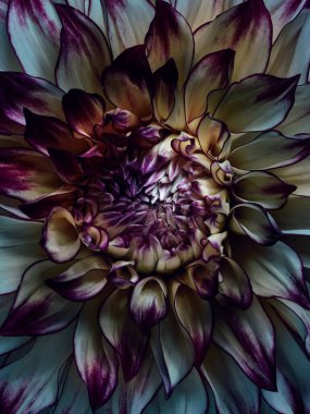 Yıldız çiçeğinin farklı renklerde makro fotoğrafları