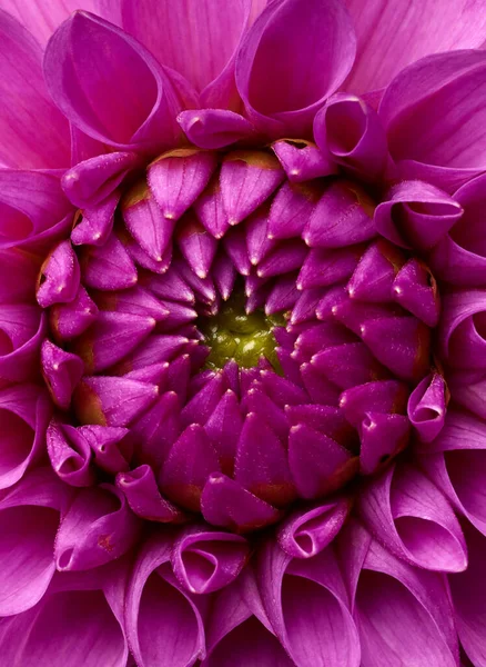 Makro Skott Rosa Dahlia Blomma — Stockfoto