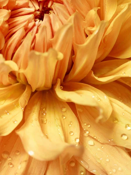 Gelbe Dahlie Mit Wassertropfen Auf Ihren Blütenblättern Aus Nächster Nähe — Stockfoto