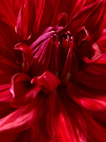 Red Dahlia Flower Macro Photo — 스톡 사진