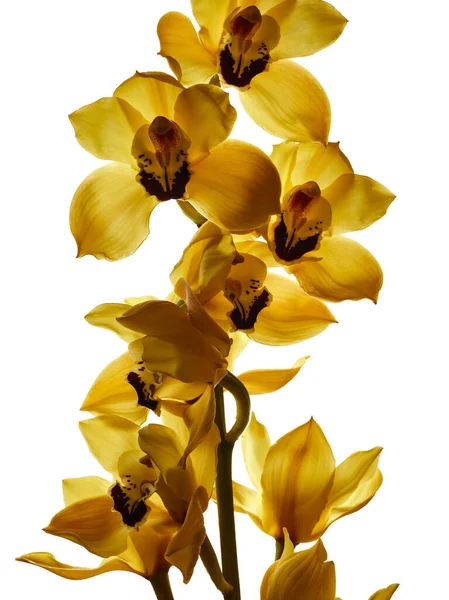 Gele Cymbidium Orchidee Bloemen Close Geïsoleerd Witte Achtergrond — Stockfoto