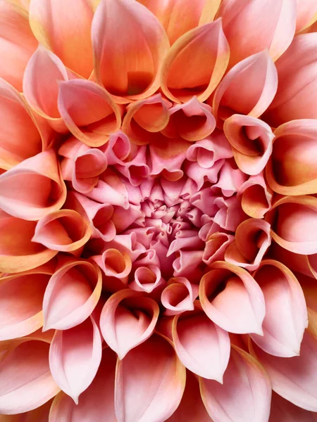Макро Красивої Квітки Далії — стокове фото