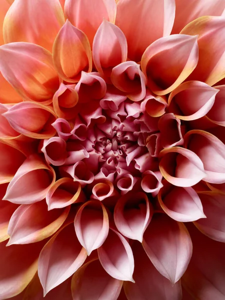 Ljusa Färgglada Dahlia Blomma Närbild — Stockfoto