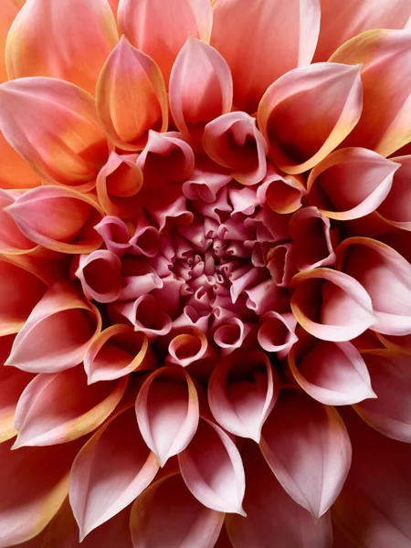 Heldere Kleurrijke Dahlia Bloem Close — Stockfoto