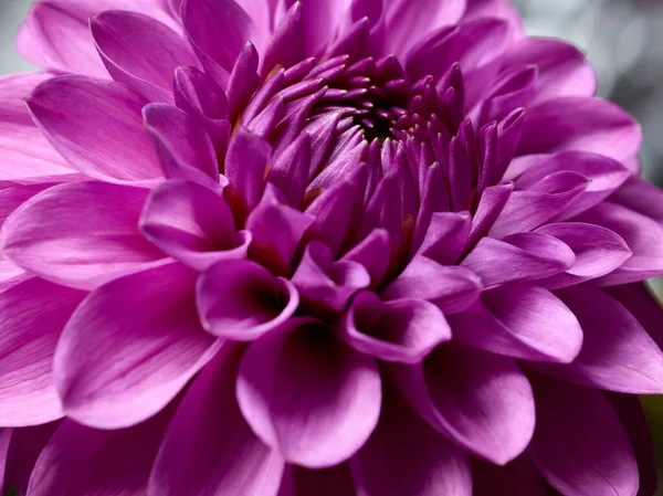 Pink Dahlia Close Tiro Jardim — Fotografia de Stock