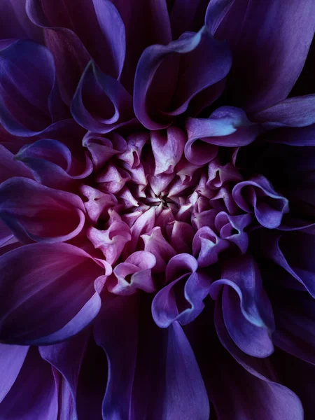 Macro Dahlia Pourpre Macro Photographie Florale Abstraite — Photo