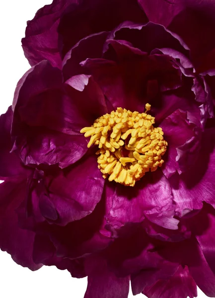 Peonía Flor Cerca Sobre Fondo Blanco — Foto de Stock