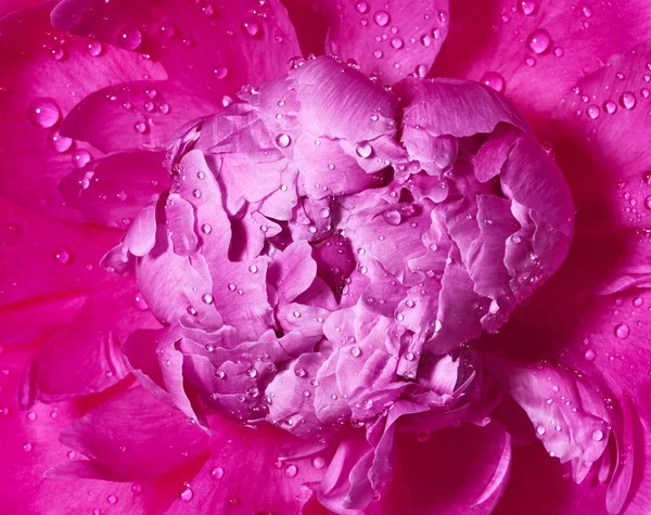 粉红牡丹花与白底水滴的密闭 — 图库照片