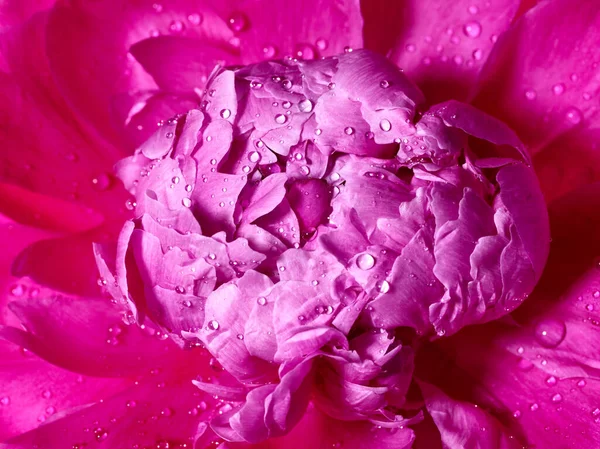 Primer Plano Flor Peonía Rosa Con Gotas Agua — Foto de Stock