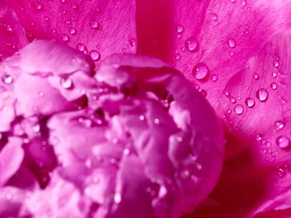Макро Рожевої Квітки Півонії Краплями Води — стокове фото