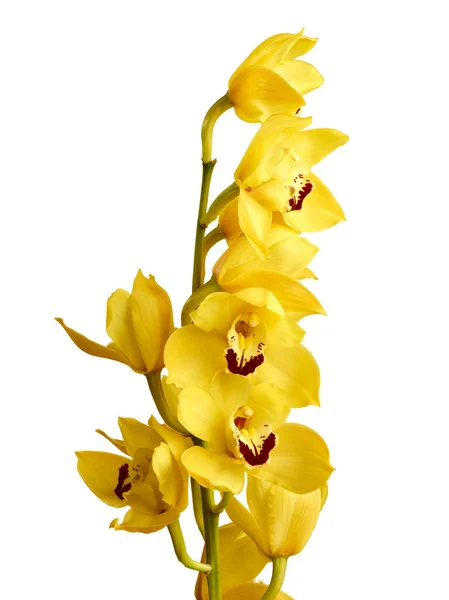 Orquídeas Amarillas Del Cymbidium Aisladas Sobre Fondo Blanco —  Fotos de Stock