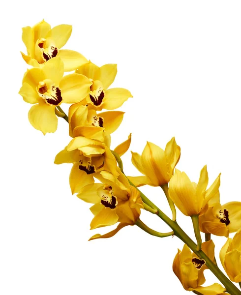 Belles Orchidées Cymbidium Jaunes Isolées Sur Fond Blanc — Photo