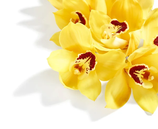 Mooie Cymbidium Orchidee Bloemen Geïsoleerd Witte Achtergrond — Stockfoto