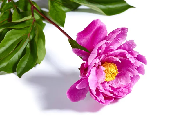 Hermosa Flor Peonía Rosa Sobre Fondo Blanco — Foto de Stock