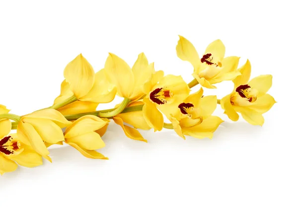 Fiori Gialli Orchidea Cymbidium Isolati Sfondo Bianco — Foto Stock
