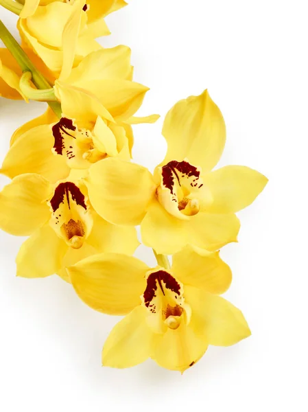 Fleurs Orchidée Cymbidium Jaune Isolées Sur Fond Blanc — Photo