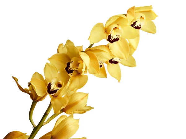 Orquídeas Amarillas Del Cymbidium Aisladas Sobre Fondo Blanco —  Fotos de Stock