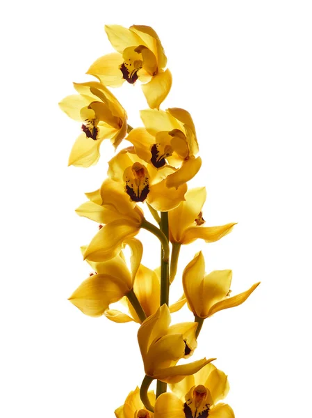 Vackra Gula Cymbidium Orkidé Blommor Isolerade Vit Bakgrund — Stockfoto