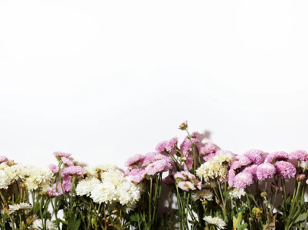 Pequeñas Flores Crisantemo Sobre Fondo Blanco Con Lugar Para Texto — Foto de Stock