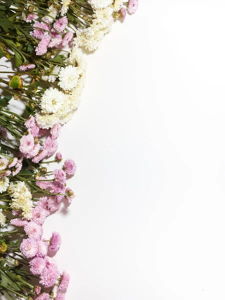 Pequeñas Flores Crisantemo Sobre Fondo Blanco Con Lugar Para Texto — Foto de Stock