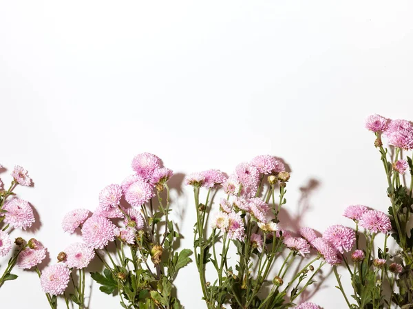 Hermosas Flores Crisantemo Rosa Sobre Fondo Blanco Con Lugar Para — Foto de Stock