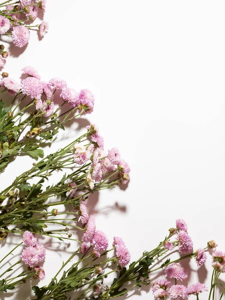 Belles Fleurs Chrysanthème Rose Sur Fond Blanc Avec Place Pour — Photo