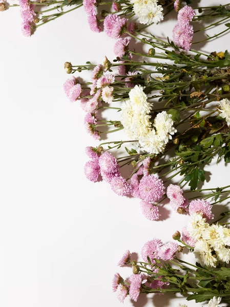 Belles Fleurs Chrysanthème Rose Sur Fond Blanc Avec Place Pour — Photo