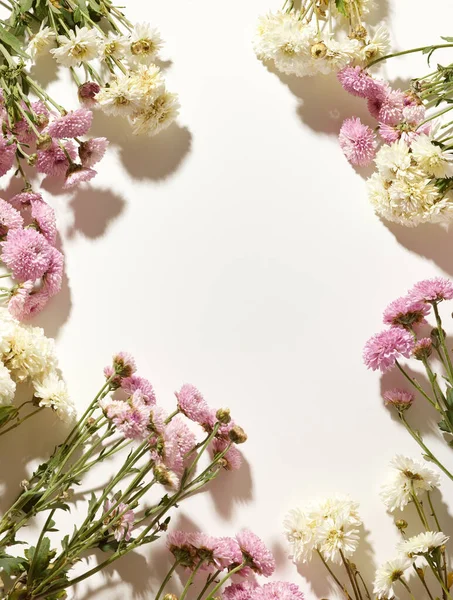 Hermosas Flores Pequeñas Crisantemo Rosado Blanco Con Lugar Para Texto — Foto de Stock