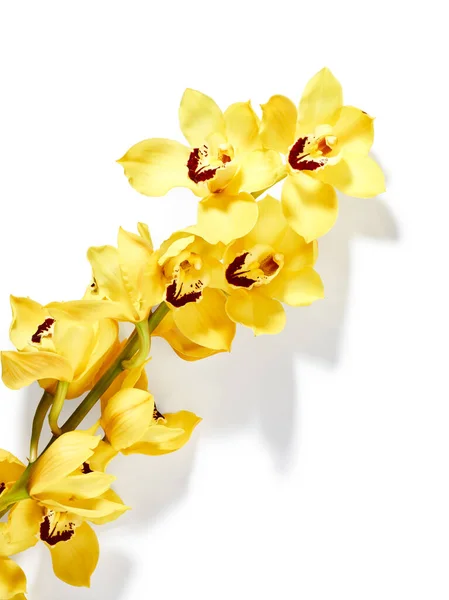 Gele Cymbidium Orchidee Bloemen Geïsoleerd Witte Achtergrond — Stockfoto