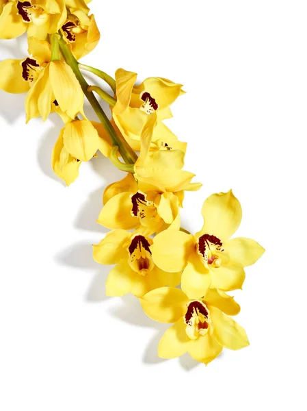 Fleurs Orchidée Cymbidium Jaune Isolées Sur Fond Blanc — Photo