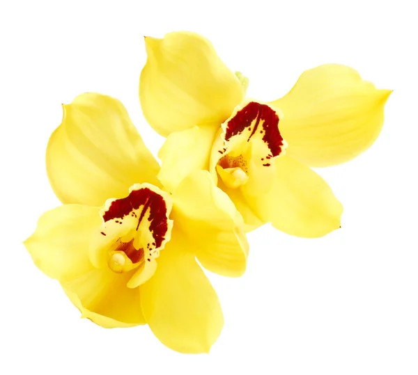 Flores Orquídea Amarillas Aisladas Sobre Fondo Blanco —  Fotos de Stock